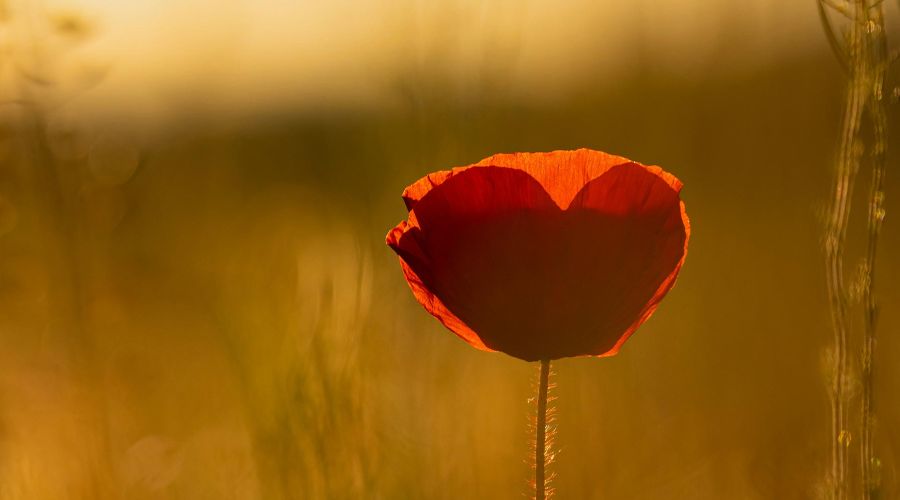 psychologue psychothérapie comportementale thérapie brève psychothérapeute Ferney-Voltaire Pays de Gex Divonne-les-Bains Saint-Genis Pouilly Prévessin-Moëns 