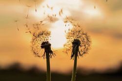 addiction dépendance pornographie sexologue psychologue sexothérapie Ferney-Voltaire Pays de Gex